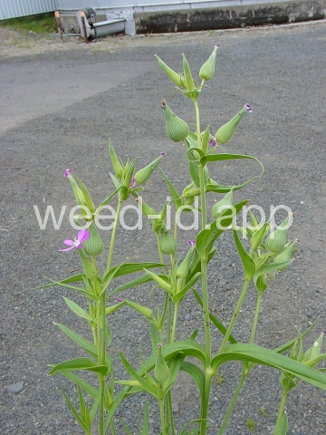 catchfly, cone